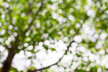 Ağaç arkaplanından doğa yeşil bokeh