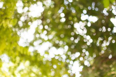 bulanık ağaç ve bokeh ağaç.