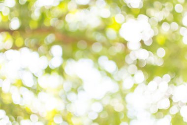 bulanık ağaç ve bokeh ağaç.