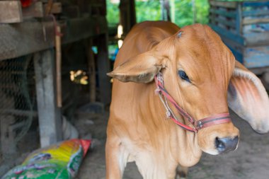 hayvan kırmızı buzağı çocuk inek çiftliği tarım kadar kapatın