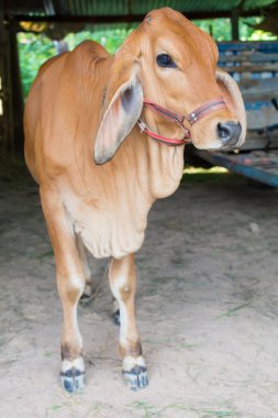 hayvan kırmızı buzağı çocuk inek çiftliği tarım