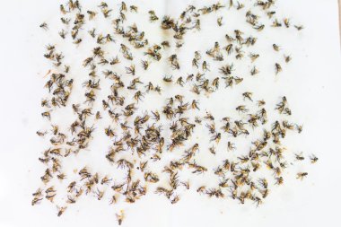 Yapışkan sinek kağıdı tuzak colur üzerinde beyaz sinek düştü.