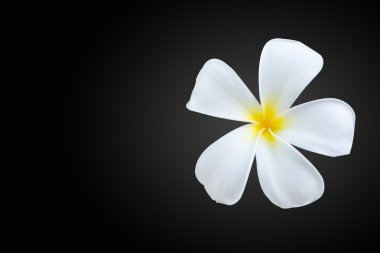 Beyaz ve sarı tropik çiçekler, siyah arka plan üzerine izole Plumeria.
