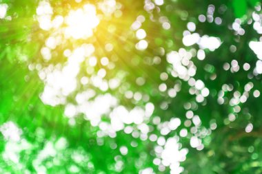 Doğal bokeh ve bulanıklık arka plan