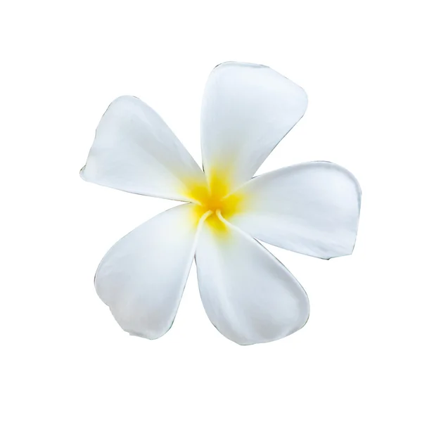 白色背景上的白色和黄色的热带花朵，鸡蛋花孤立 — 图库照片
