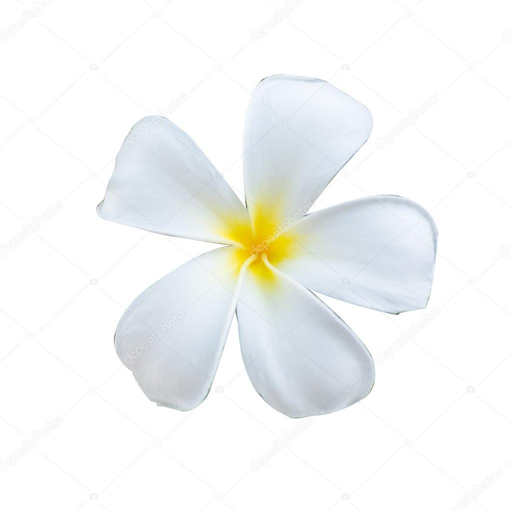White and yellow tropical flowers, Plumeria isolated on white background