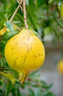 Turuncu olgun nar ağacı üzerinde. Arka plan bulanık Garden'da