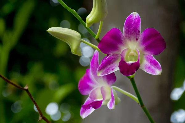 Vackra rosa thailändska orkidéer blommor bakgrund — Stockfoto
