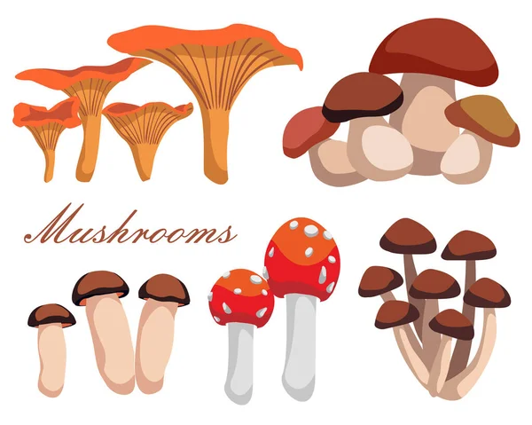 Vectorset Van Realistische Bospaddenstoelen Geïsoleerd Witte Achtergrond Chanterelle Agaric Honey — Stockvector