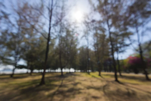 Grupo abstrato de borrão de árvore de pinheiro ou fundo de bokeg — Fotografia de Stock