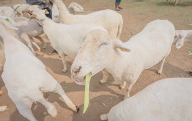 Koyun çiftlik çimen, yumuşak odak amd vintage tarzı yeme