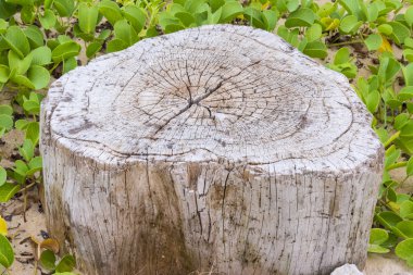 Güdük ve sahilde Ipomoea pes-caprae bitki