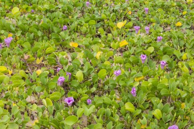 Sahilde Ipomoea pes-caprae bitki