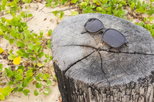 Sun Glass no toco e Ipomoea pes-caprae planta na praia — Fotografia de Stock