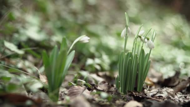 Jóvenes Nevadas Lirios Del Valle Crecen Naturaleza Primer Plano Cara — Vídeos de Stock