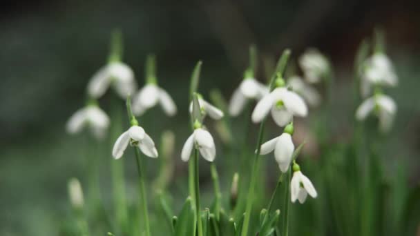 Varsam Kvinnlig Hand Försiktigt Vidrör Ung Vit Blomma Växer Sin — Stockvideo