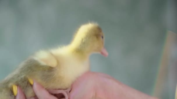 Small Yellow Gosling Female Hand Yellow Manicure Chick Looks New — Stock Video