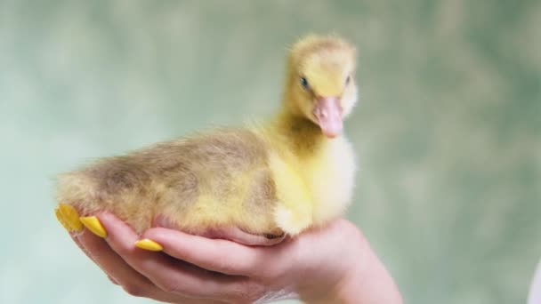 Small Yellow Gosling Female Hand Yellow Manicure Chick Looks New — Vídeo de stock