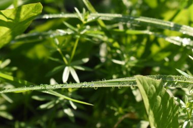 Çimlere çiy damlaları düşer