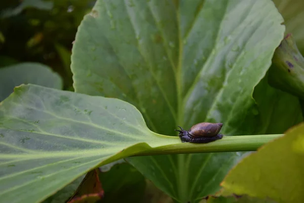 Küçük bir salyangoz büyük yeşil bir yaprağın gövdesinde sürünür.