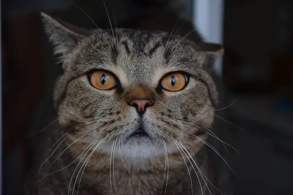 Kedi yüzü pencereye yakın, büyük güzel gözler, bıyık.