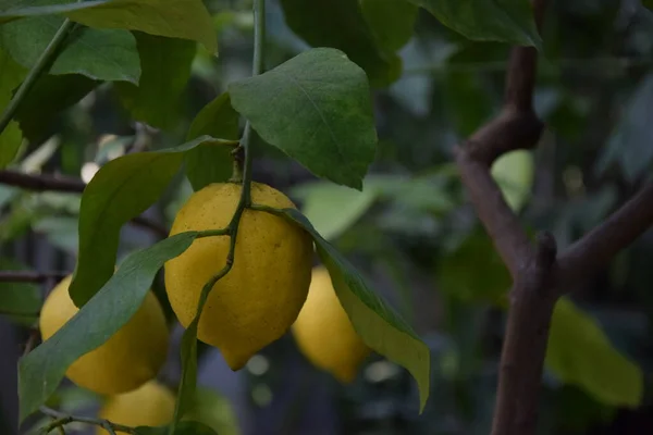 Bahçedeki dallarda olgun limonlar, yakın plan.