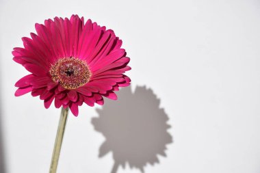 parlak gerbera çiçeği, beyaz arkaplanda bir çiçeğin gölgesi, çiçek başı, yazı için yer, yakın plan, makro fotoğraf