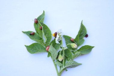 Patates yapraklarındaki kolorado böcekleri, hasat, beyaz arka plandaki patates dalları, çiçek açan bitkiler, haşereler, böcekler, yaz, izole et