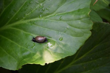 Yeşil yaprağın üzerinde küçük bir salyangoz, sürünen, üst görünüm, yaprakların üzerindeki yağmur damlaları, yaz, makro fotoğrafçılık.