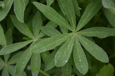 Taze yeşil yaprağa çiy damlaları, bahçede yaz, yakın çekim, üst manzara, yakın çekim, makro fotoğrafçılık, güzel yeşil çiçek yaprakları.