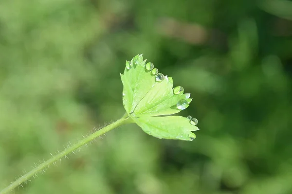 Yeşil bir yaprağa çiy damlaları düşer, yaz, makro fotoğrafçılık, güzel su damlaları, yağmur damlalarında parlayan güneş.