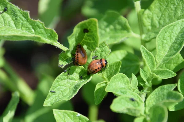 Patates yapraklı Kolorado patates böceği, güneşli yaz, hasat, böcek, makro fotoğraf, ekin haşereleri, çiçek açan bitki