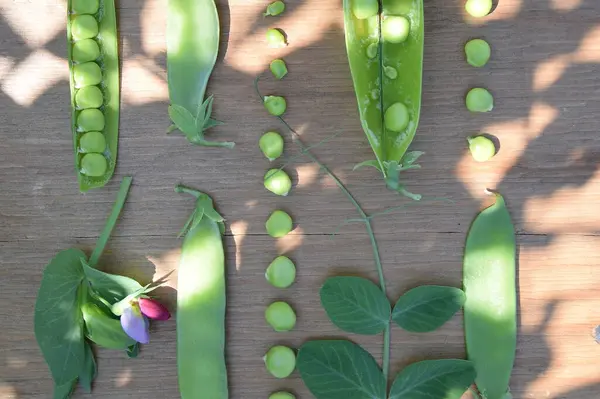 taze bezelye, kabuk ve yaprak kolajı, vitaminler, sağlıklı ürün, vejetaryen yiyecekler, ahşap bir yüzeyde güneş parıltısı, yukarıdan fotoğraf, hasat, sonbahar