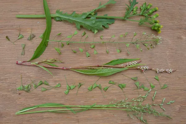 yeşil taze bitkilerin kolajı, ahşap arka planda, arka planda, doğal bitkiler, doğa, çiçek açan çiçekler.