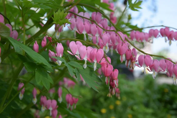 Mor çiçekli yeşil çalı, dallar, güzel parlak çiçek, yaz günü, mavi gökyüzü, makro fotoğraf, yakın plan,