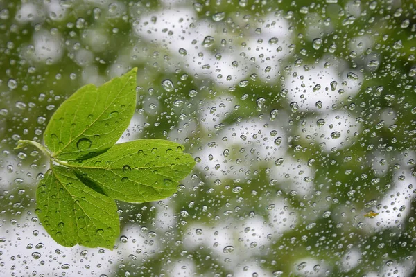 Camdaki yağmur damlaları, sonbahar, sonbahar havası, camdaki yeşil yaprak, gri kasvetli gökyüzü, yağmur, yağmurlu hava, parlak yeşil yaprak