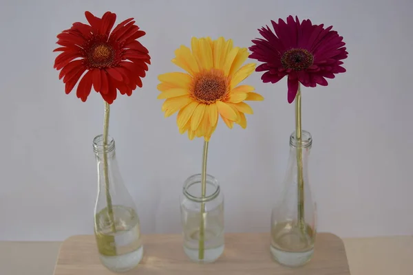 Parlak çiçekler, gerbera, üç çiçek, cam vazoda çiçek sapı, beyaz arka planda, üst manzara, dekorasyon, ahşap bir masadaki güzel çiçekler.