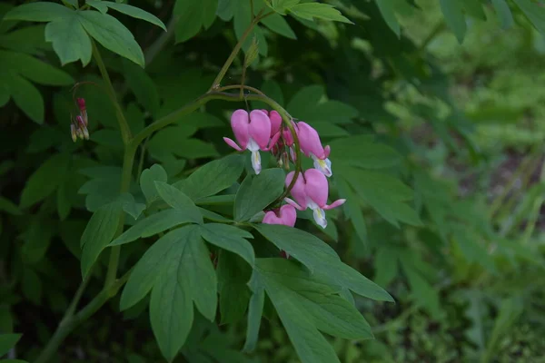 Bahçedeki parlak çiçekler, yaz, yeşil yapraklar, doğal çiçekler, taze, mor renkler, çalılıklardaki çiçekler, arka plan, makro fotoğrafçılık, yakın plan