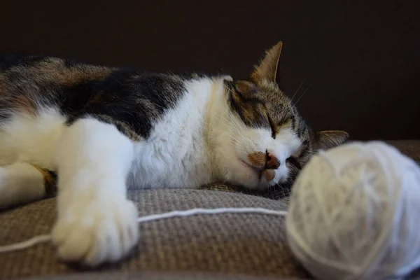 Gato Está Durmiendo Sofá Una Bola Hilo Está Fuera Foco — Foto de Stock