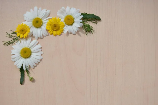 Çiçek çerçevesi, papatya çayı, parlak sarı ve beyaz çiçekler, taze yeşillik, taze doğal çiçek, ahşap arka plan, düğün davetiyeleri, tatil
