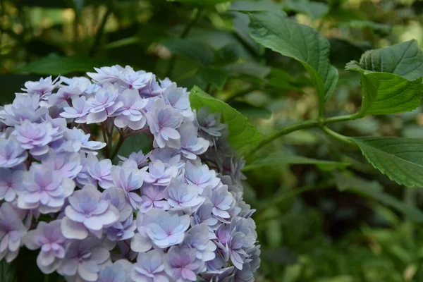 taze çiçekler, mor çiçek, ortanca, yeşil yapraklar, yazılar için yer, bahçede çiçek, yakın plan, makro fotoğraf.
