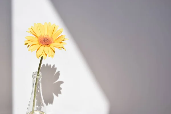 parlak sarı çiçek, gerbera, çiçek gölgesi, açık arkaplan, güneşli kısımda çiçek, beyaz arkaplanda gölge, yazı için alan, çiçek başı, büyük plan, makro fotoğrafçılık, cam vazoda çiçek sapı