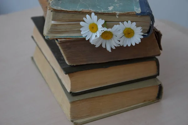 Eski kitaplar masaya istiflenir, papatyalar sayfa, çalışma, okul, üniversite, eğitim alanlarında yer imi şeklinde olur.