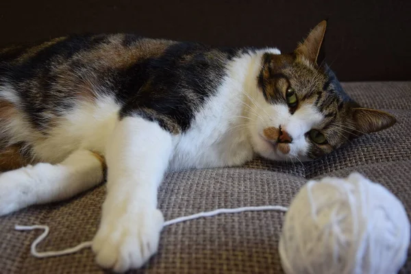 Güzel kedi, tatmin olmuş kedi, ciddi kedi, kanepede yatıyor, gözleri açık, dinleniyor, ön planda bir iplik yumağı odak dışı, beyaz pençeler