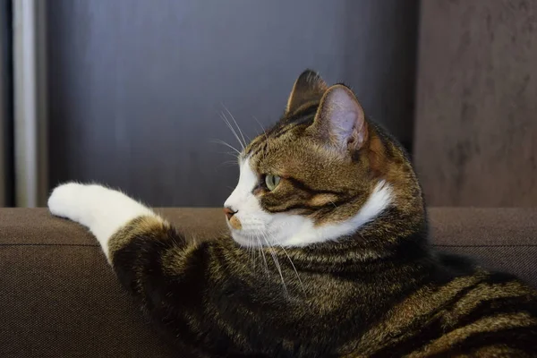 Kanepede güzel bir tekir kedi, yakın çekim, kedi profili, kedi manzarası, açık gözler, özenli bakış.