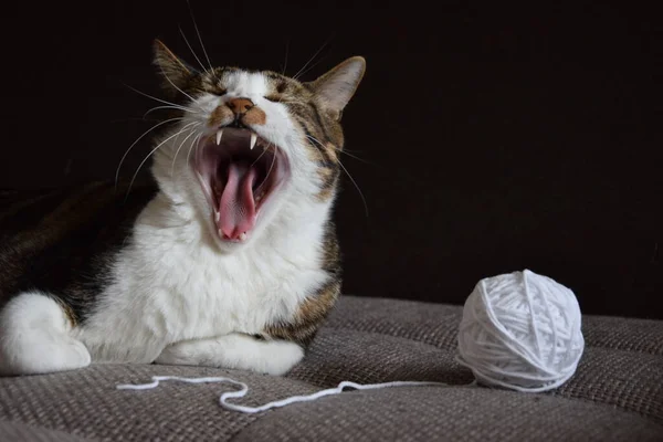 Kedi esniyor, uyuyor, güzel tekir kedi, kanepede, yakın plan, bir yumak iplik, kapalı gözler, güçlü beyaz dişler, dişçilik, dişler ve kedinin dili, metin için yer