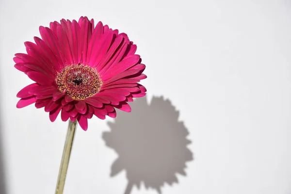 parlak gerbera çiçeği, beyaz arkaplanda bir çiçeğin gölgesi, çiçek başı, yazı için yer, yakın plan, makro fotoğraf