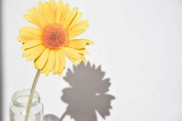 Gerbera beyaz arka planda, Gerbera gölgesi, parlak sarı gerbera, metin için yer