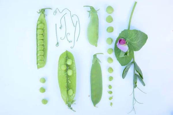 açık arkaplanda yeşil bezelye kolajı, üst görünüm, sağlıklı yiyecekler, vejetaryen yiyecekler, yapraklar, bezelyeler, bezelye çiçekleri, taze bezelyeler, desen