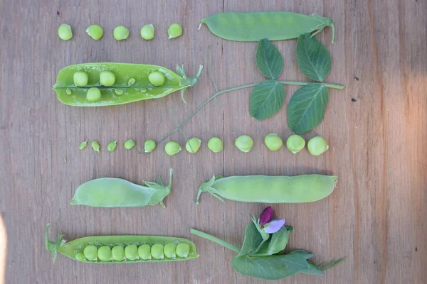 Tahta masadaki yeşil bezelye kolajı, üst görünüm, sağlıklı yemek, vejetaryenlik, yapraklar, bezelyeler, bezelye çiçekleri, taze bezelyeler.